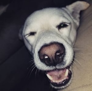 Meet your Posher, Skylar